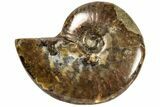 Polished Fossil Ammonite (Cleoniceras) - Madagascar #187304-1